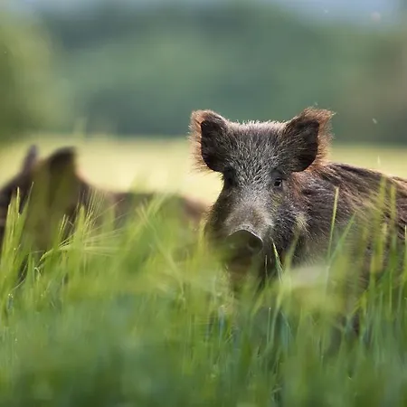 Natuurhuisje Hoenderloo Op De Veluwe הונדרלו