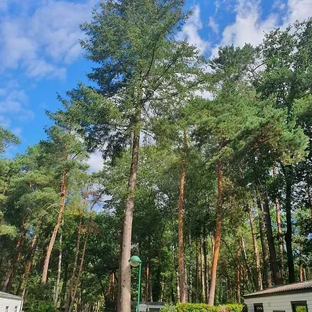 Natuurhuisje Hoenderloo Op De Veluwe בקתה